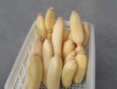100噸的蓮藕怎么保鮮，蓮藕保鮮庫(kù)設(shè)計(jì)及造價(jià)